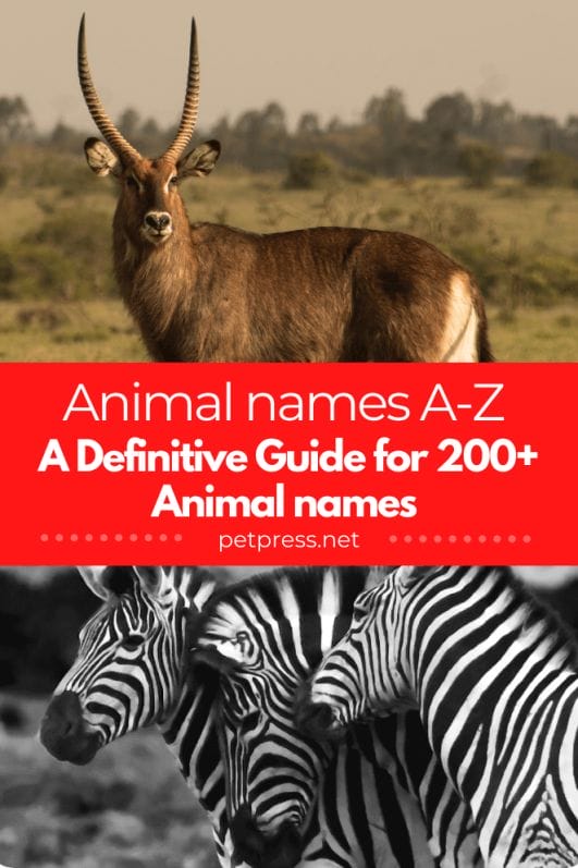 Animal names A-Z: A Definitive Guide for 200+ Animal names