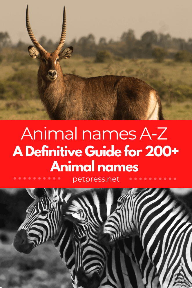 Animal names A-Z