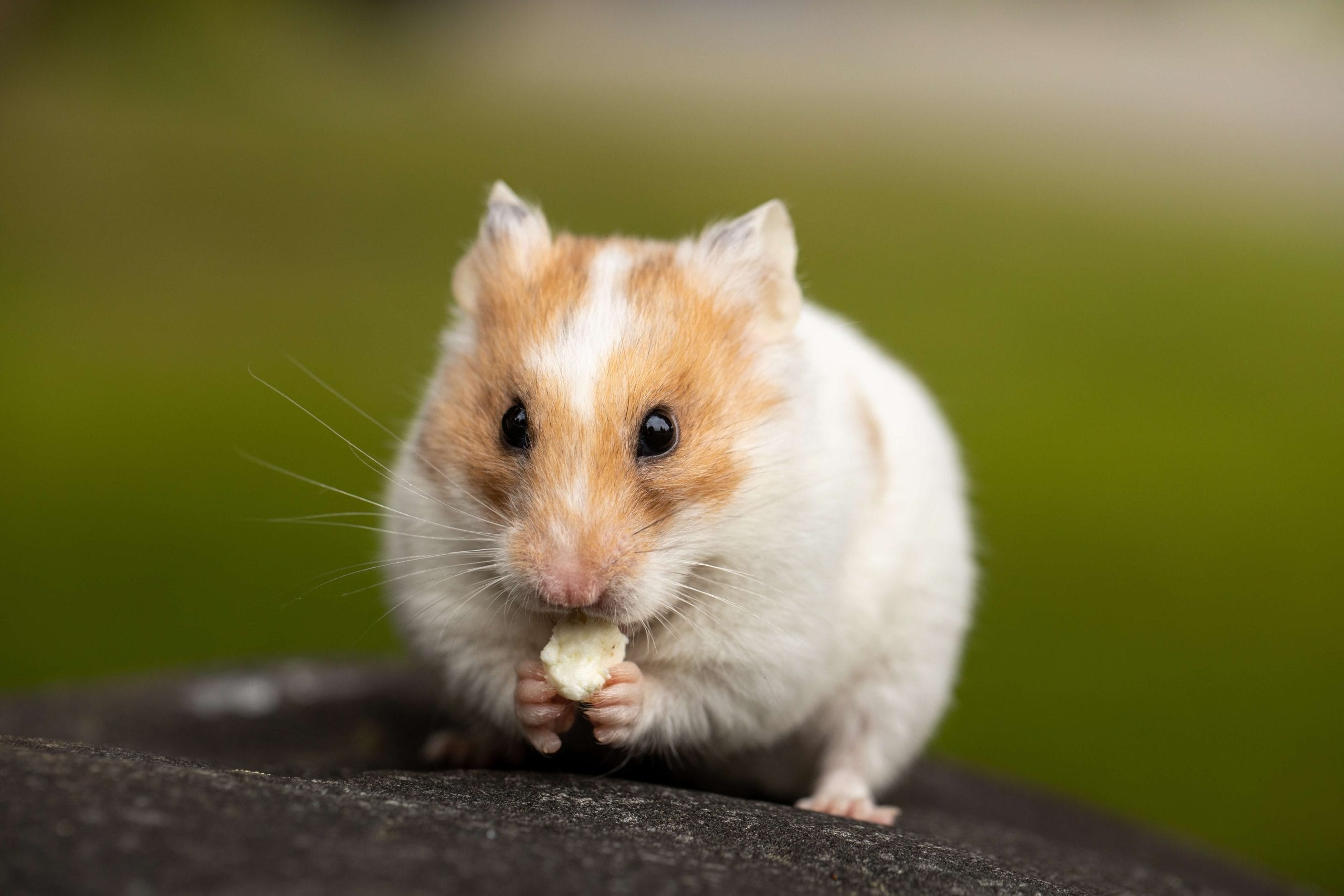 Spanish Animal Names A Z