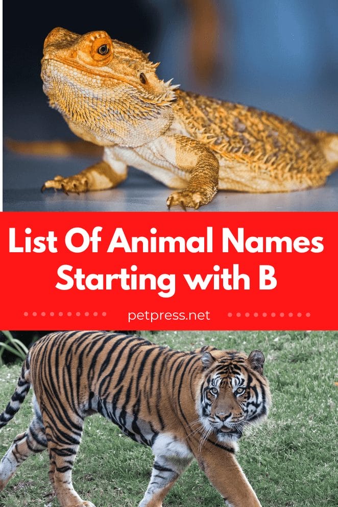 Animal names starting with b