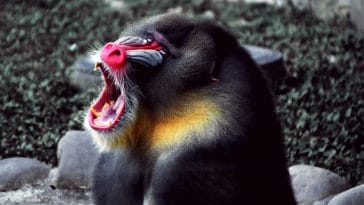 Animal names starting with b