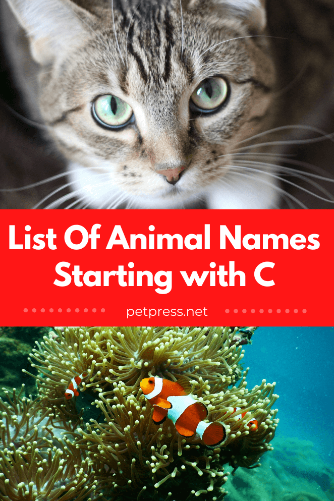 Animal names starting with c