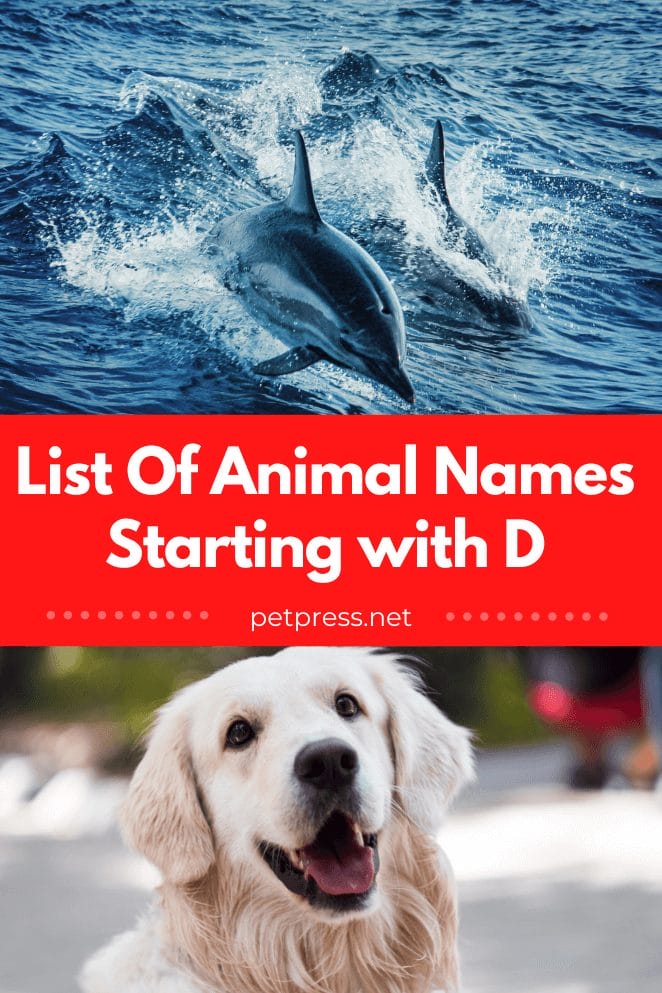 Animal names starting with d