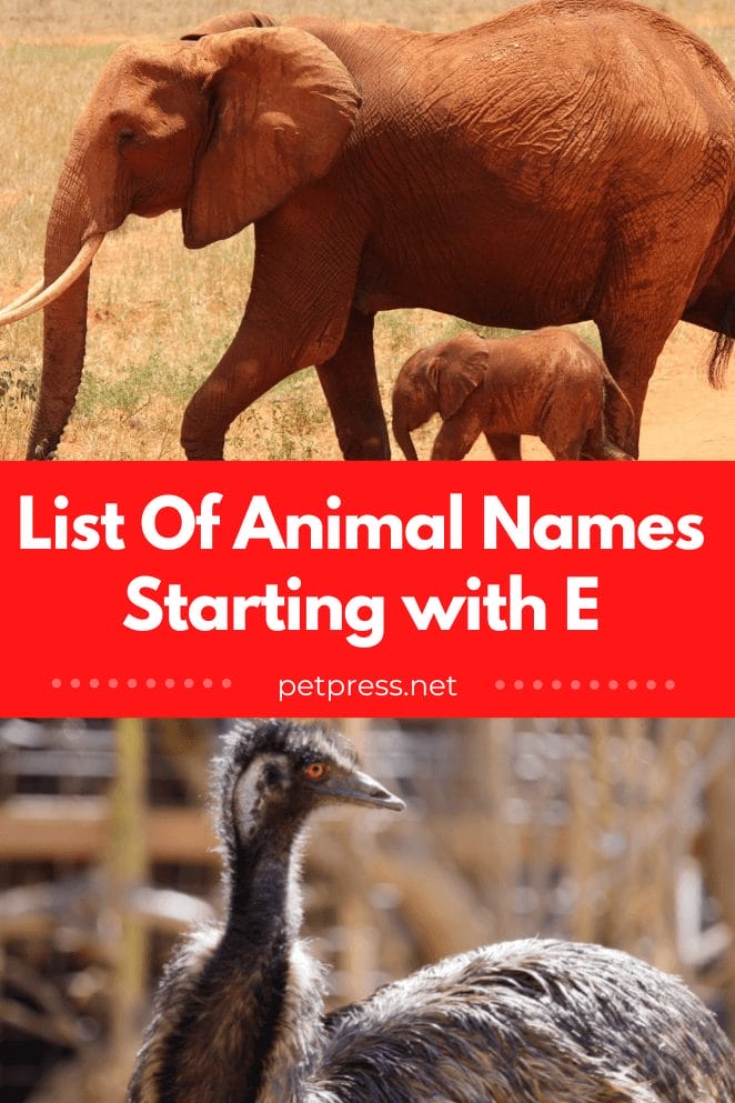 Animal names starting with e