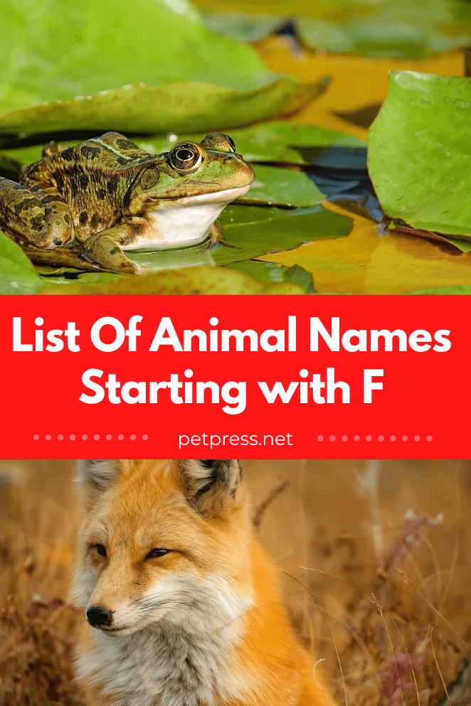 Animal names starting with f