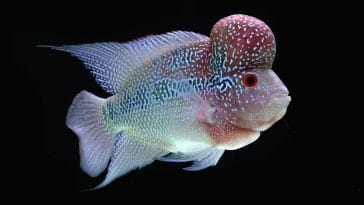 Animal names starting with f
