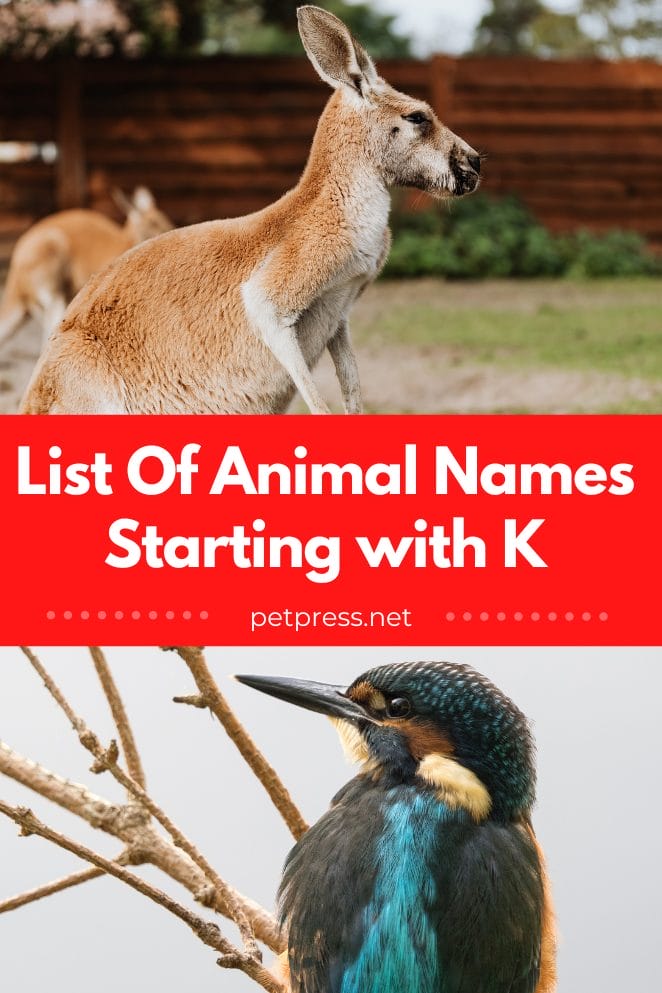 Animal names starting with k