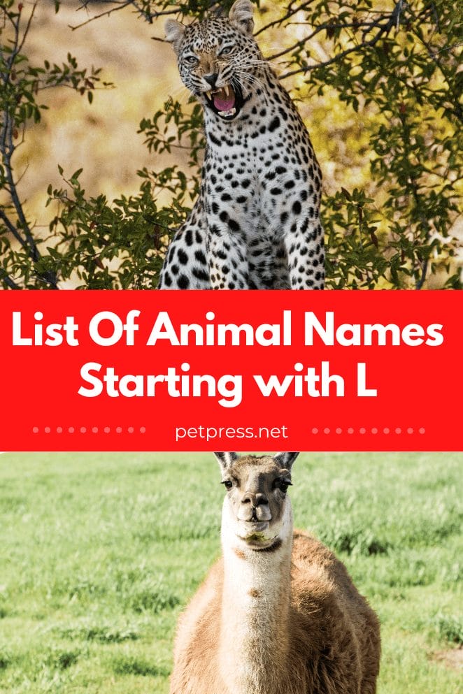 Animal names starting with l