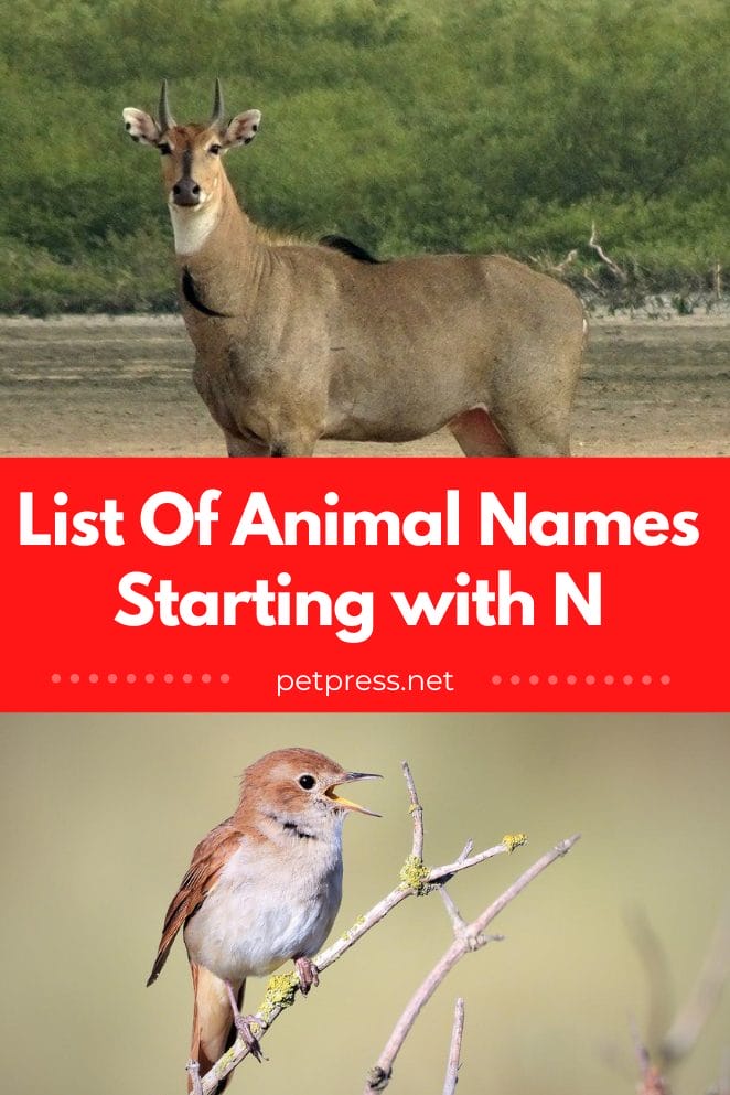 Animal names starting with n