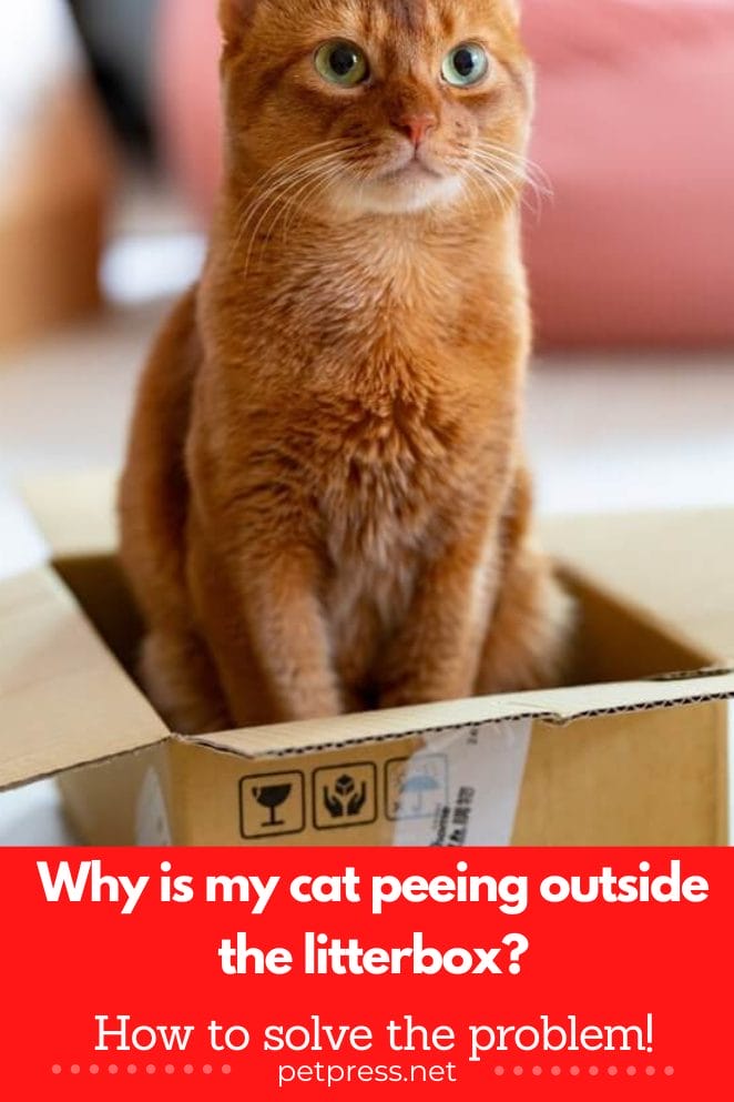 Cat peeing outside litterbox