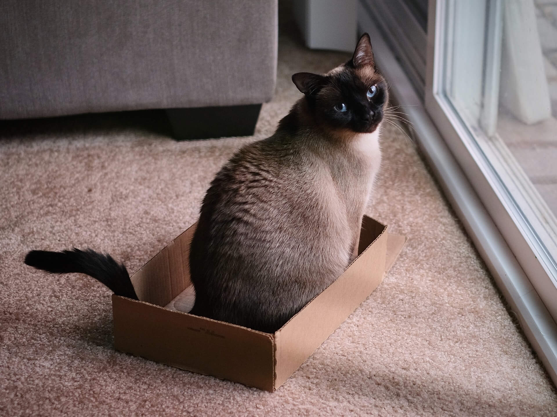 Why is my cat peeing outside the litterbox How to solve it.