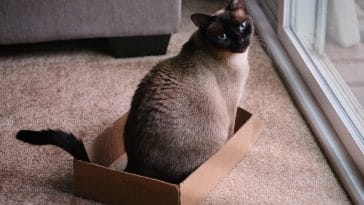 Cat peeing outside litterbox