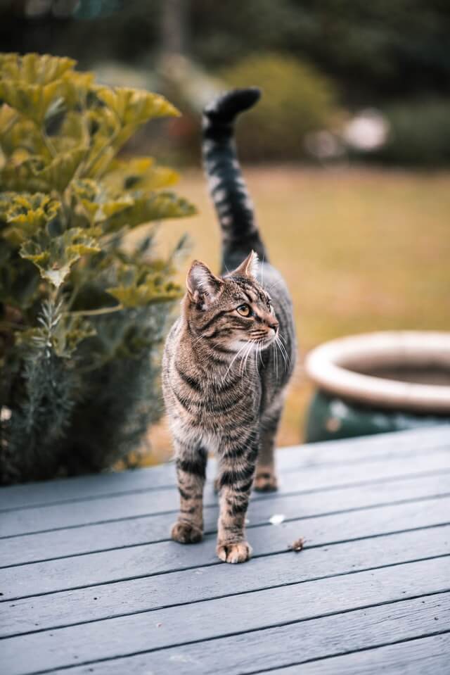 Cat peeing outside litterbox