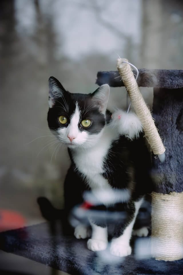 Cat peeing outside litterbox