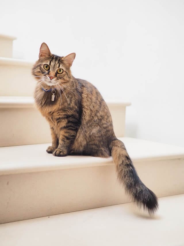 Cat peeing outside litterbox