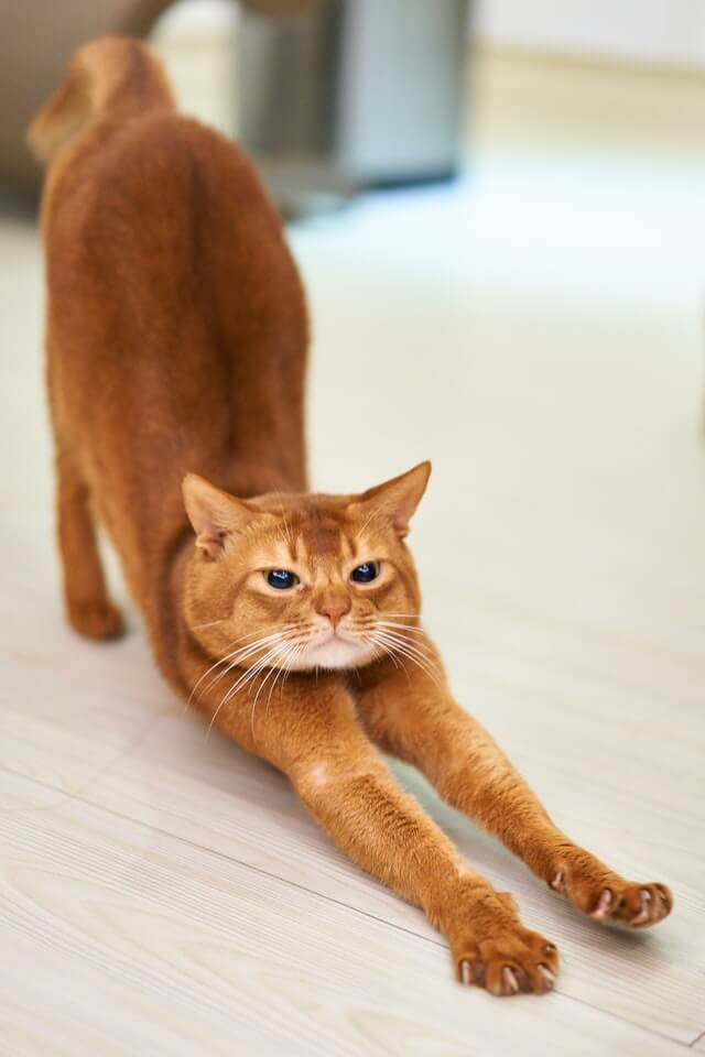 Cat peeing outside litterbox