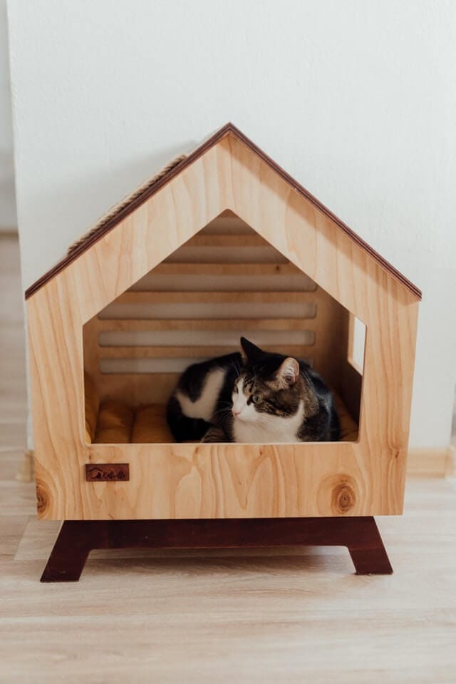 Cat peeing outside litterbox