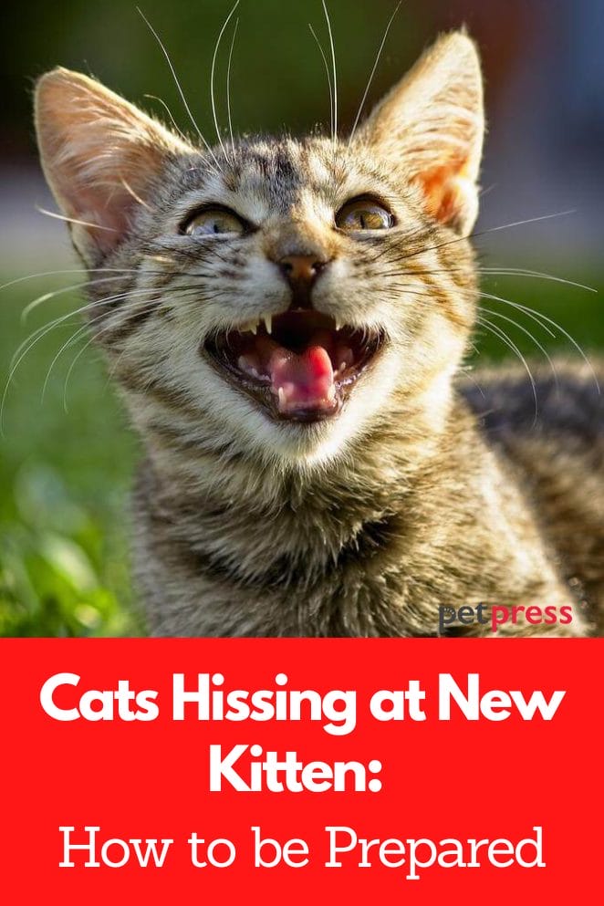 Cats Hissing at New Kitten: How to be Prepared