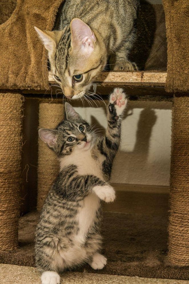 Cats hissing at new kitten