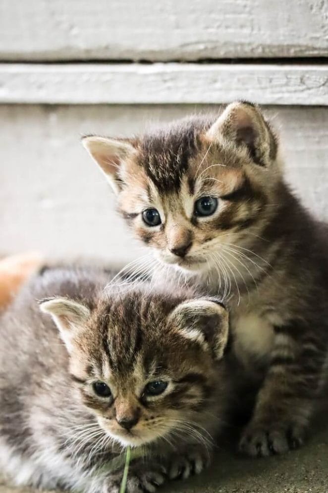 Cats hissing at new kitten