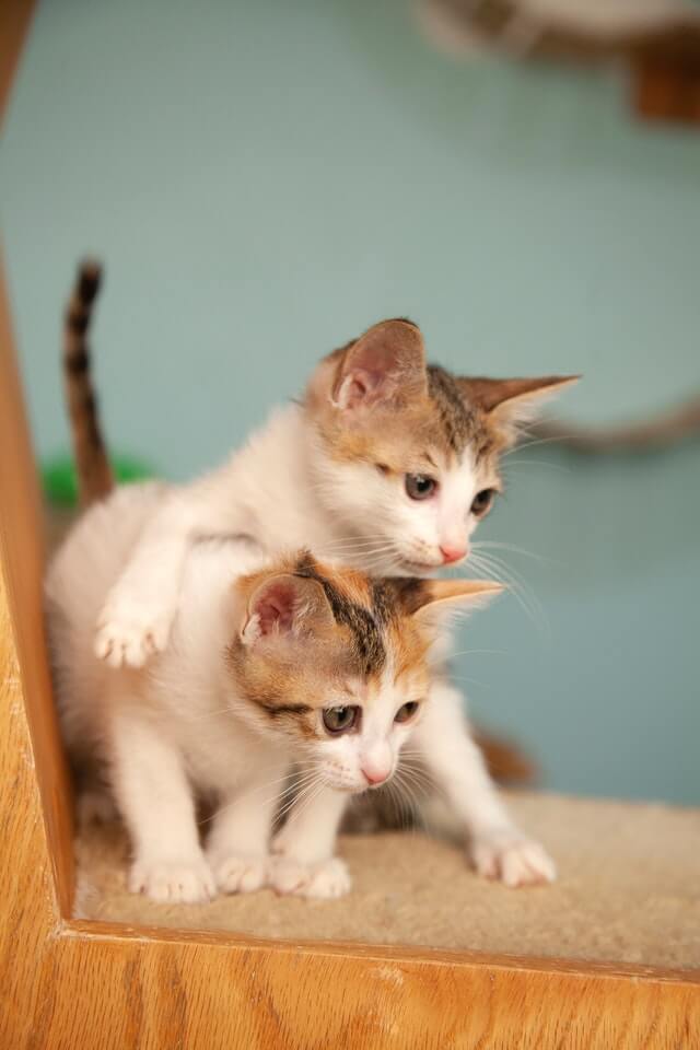 Cats hissing at new kitten