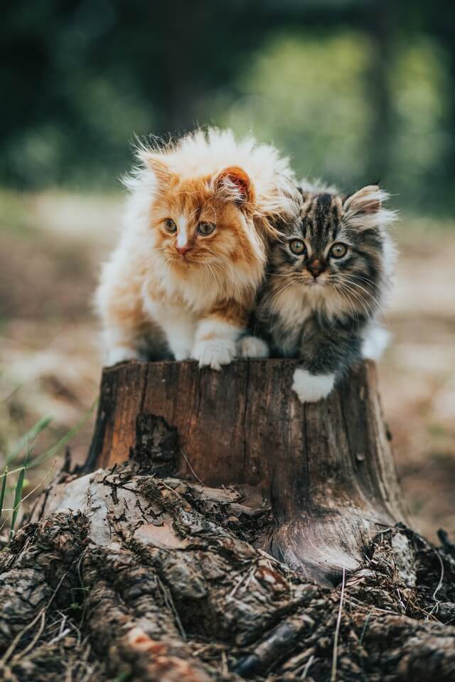 Cats hissing at new kitten