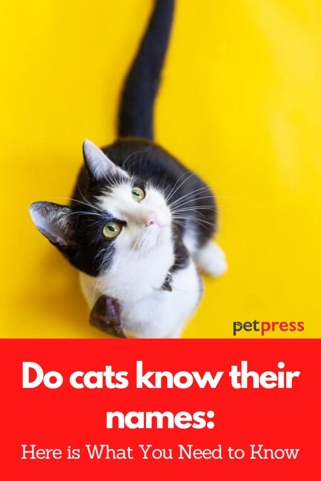 Do Cats Know Their Owners Names