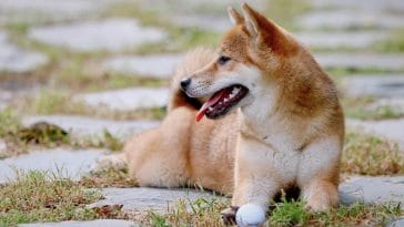dogs that looks like foxes