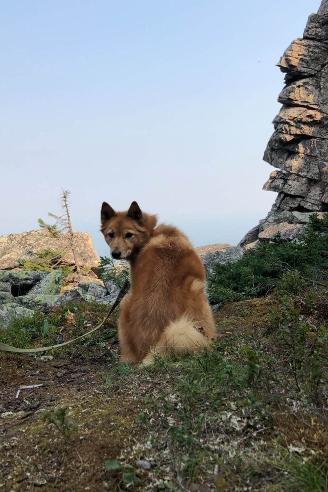 Dogs that look like foxes