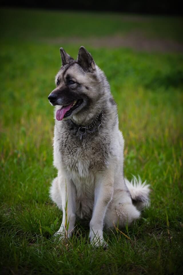 Dogs that look like foxes