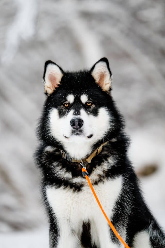 Dogs that look like foxes