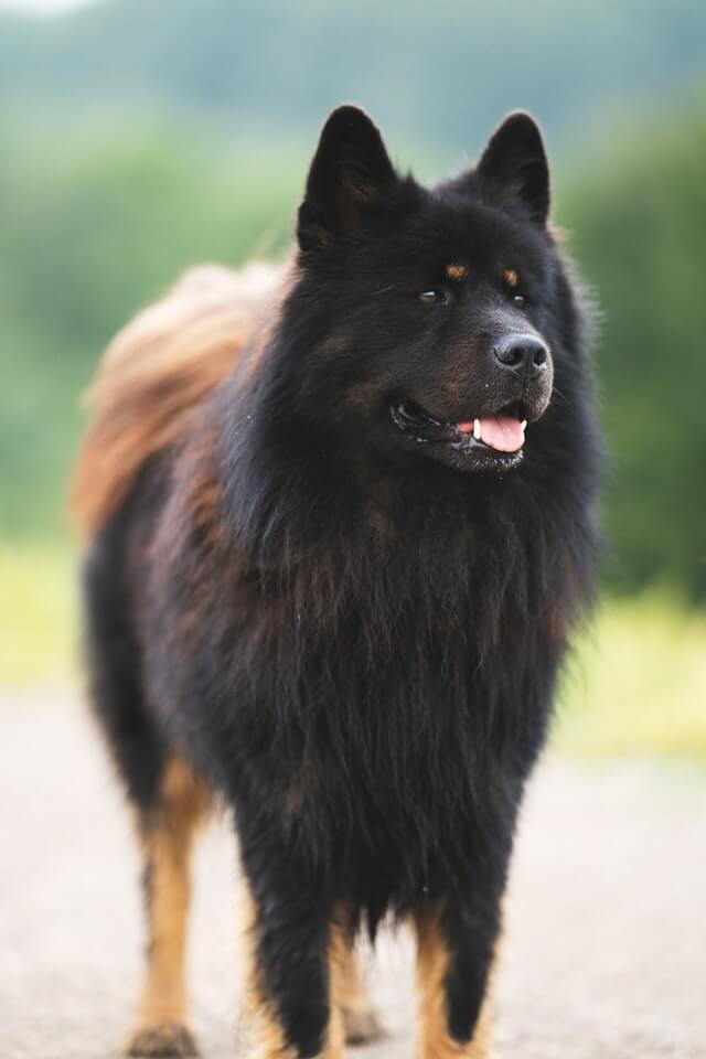 Dogs that look like foxes