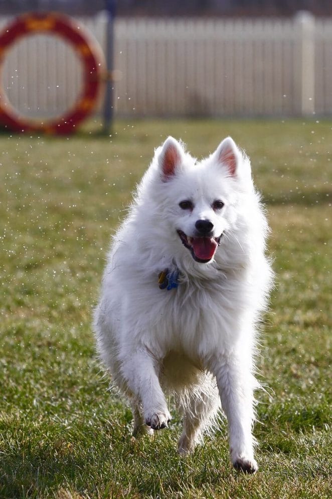 Dogs that look like foxes