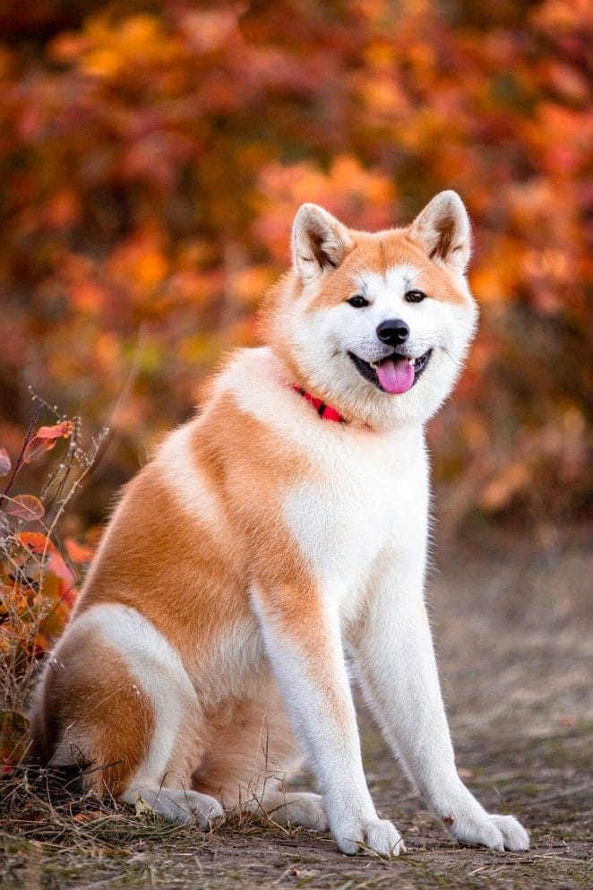 Dogs that look like foxes