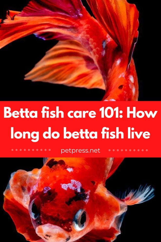 How long do betta fish live