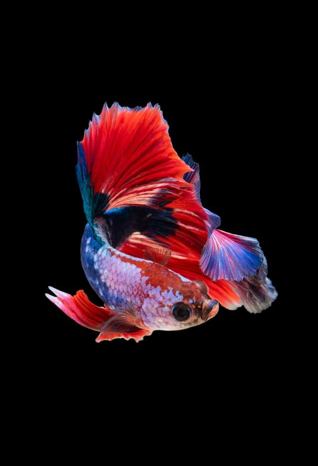 How long do betta fish live