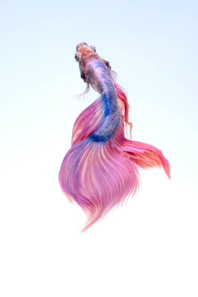 How long do betta fish live