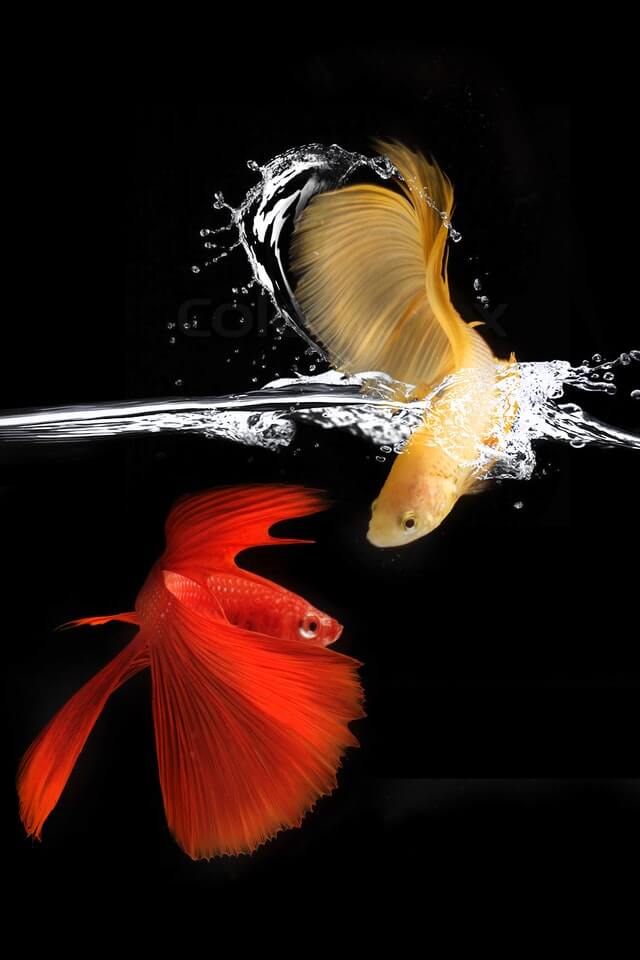 How long do betta fish live