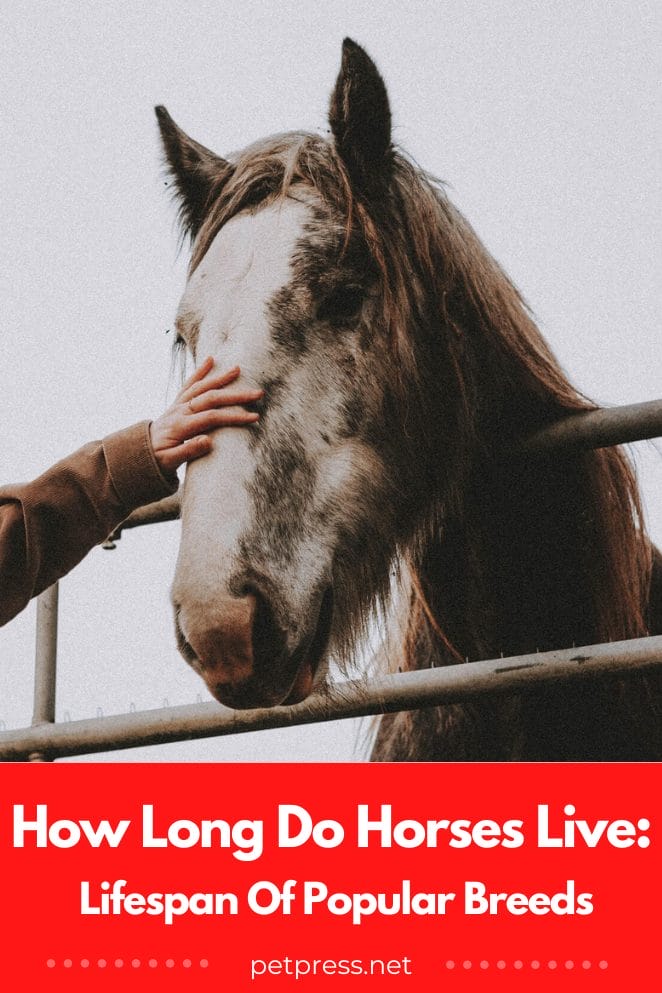 How long do horses live Lifespan of Popular Breeds