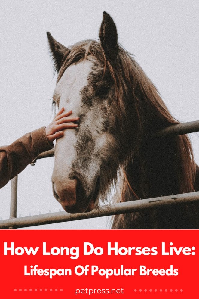 How long do horses live