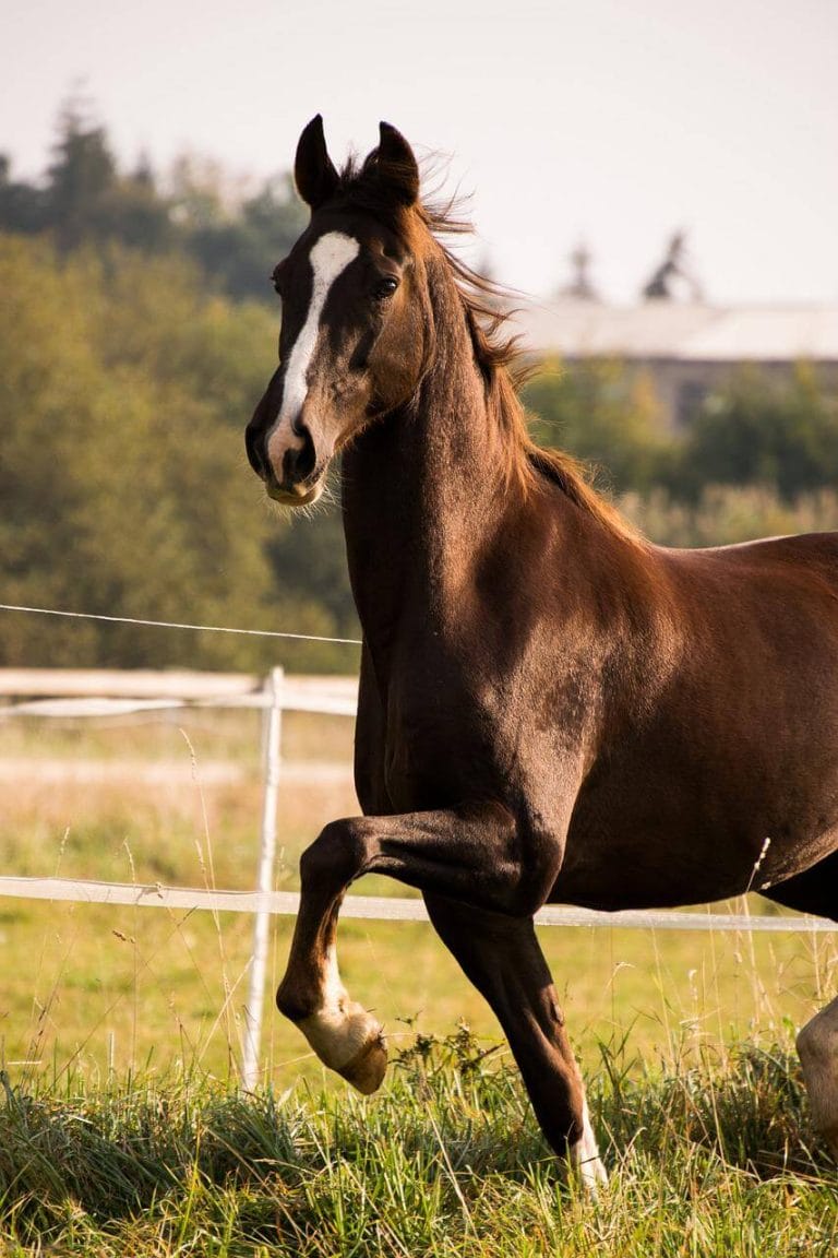 How long do horses live Lifespan of Popular Breeds