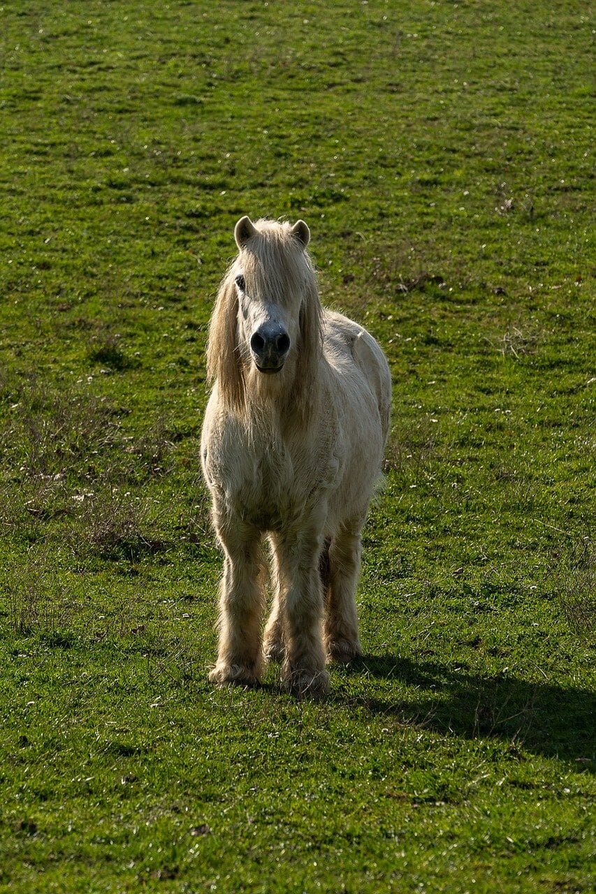 How long do horses live Lifespan of Popular Breeds