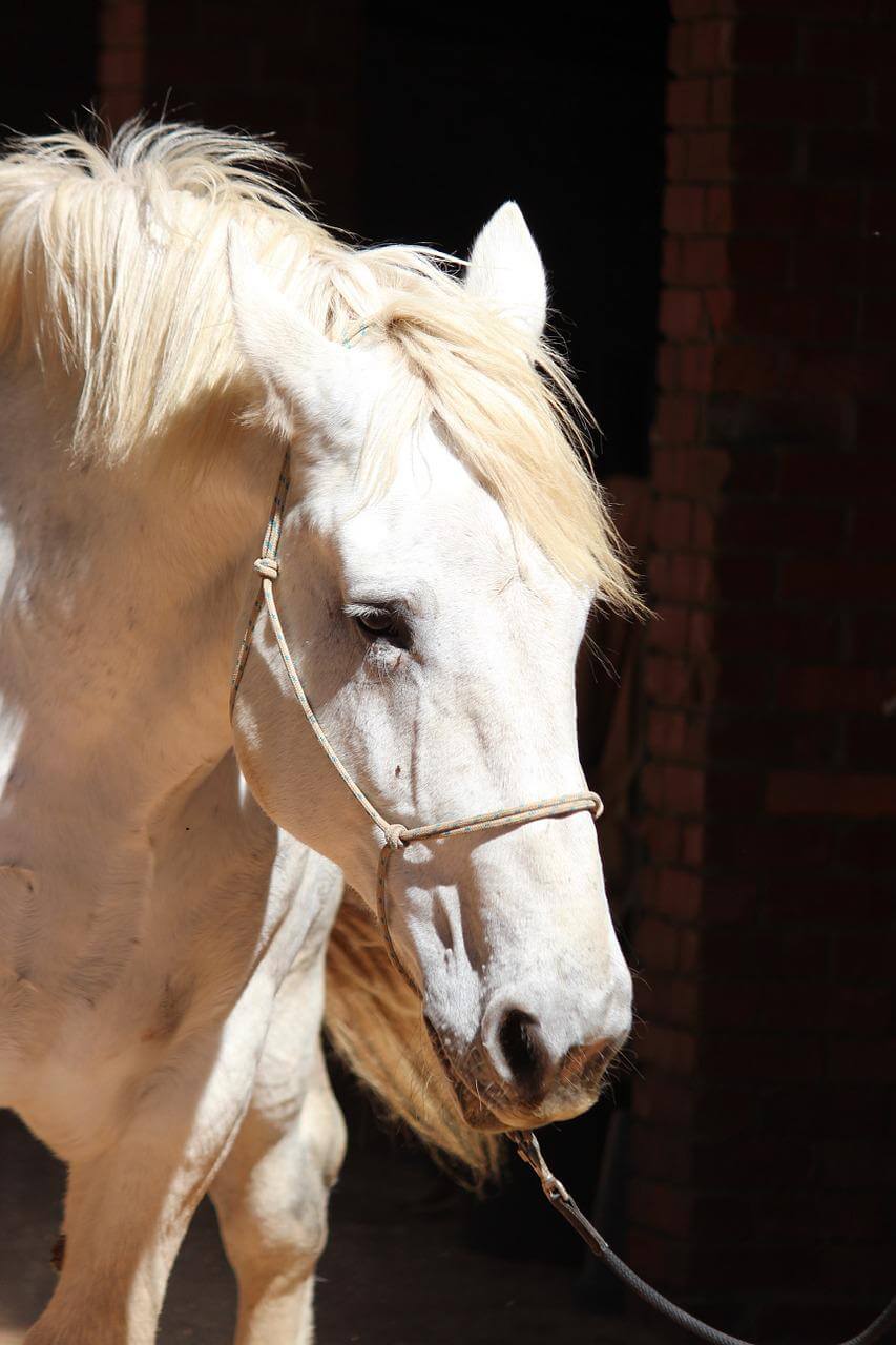 How long do horses live Lifespan of Popular Breeds