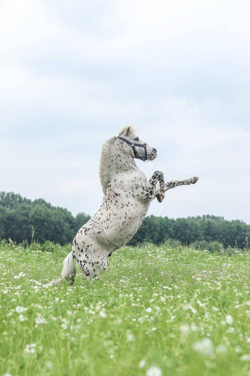 How long do horses live Lifespan of Popular Breeds
