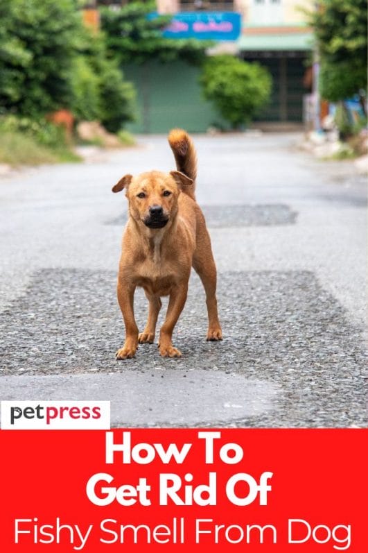 How to Get Rid of Fishy Smell from Your Dog With 3 Simple Tricks