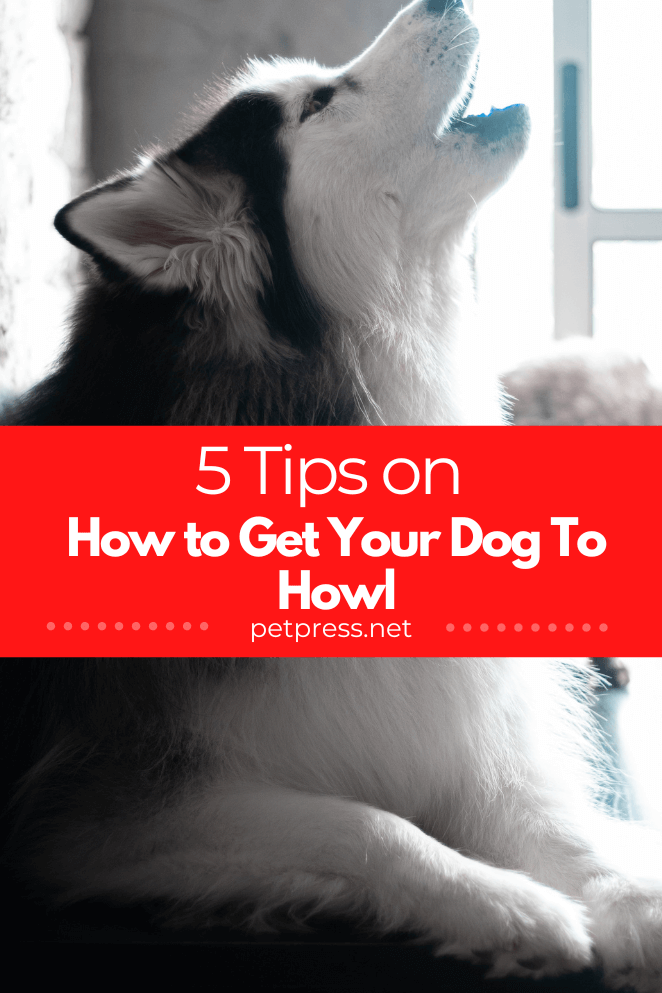 How to get your dog to howl