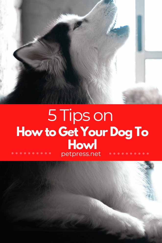 How to get your dog to howl
