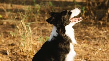 How to get your dog to howl