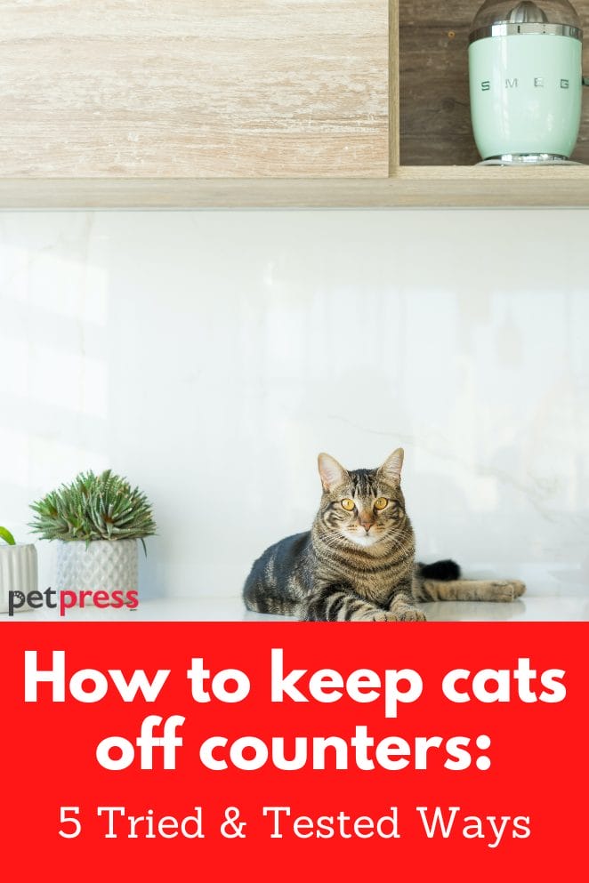 How to keep cats off counters