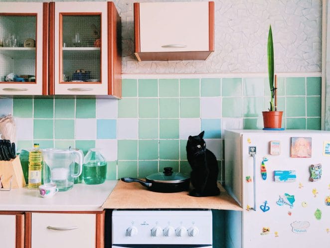 How to keep cats off counters